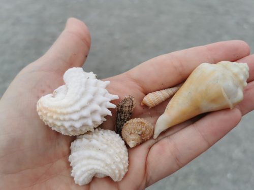 Seashells in Sanibel Island, Florida