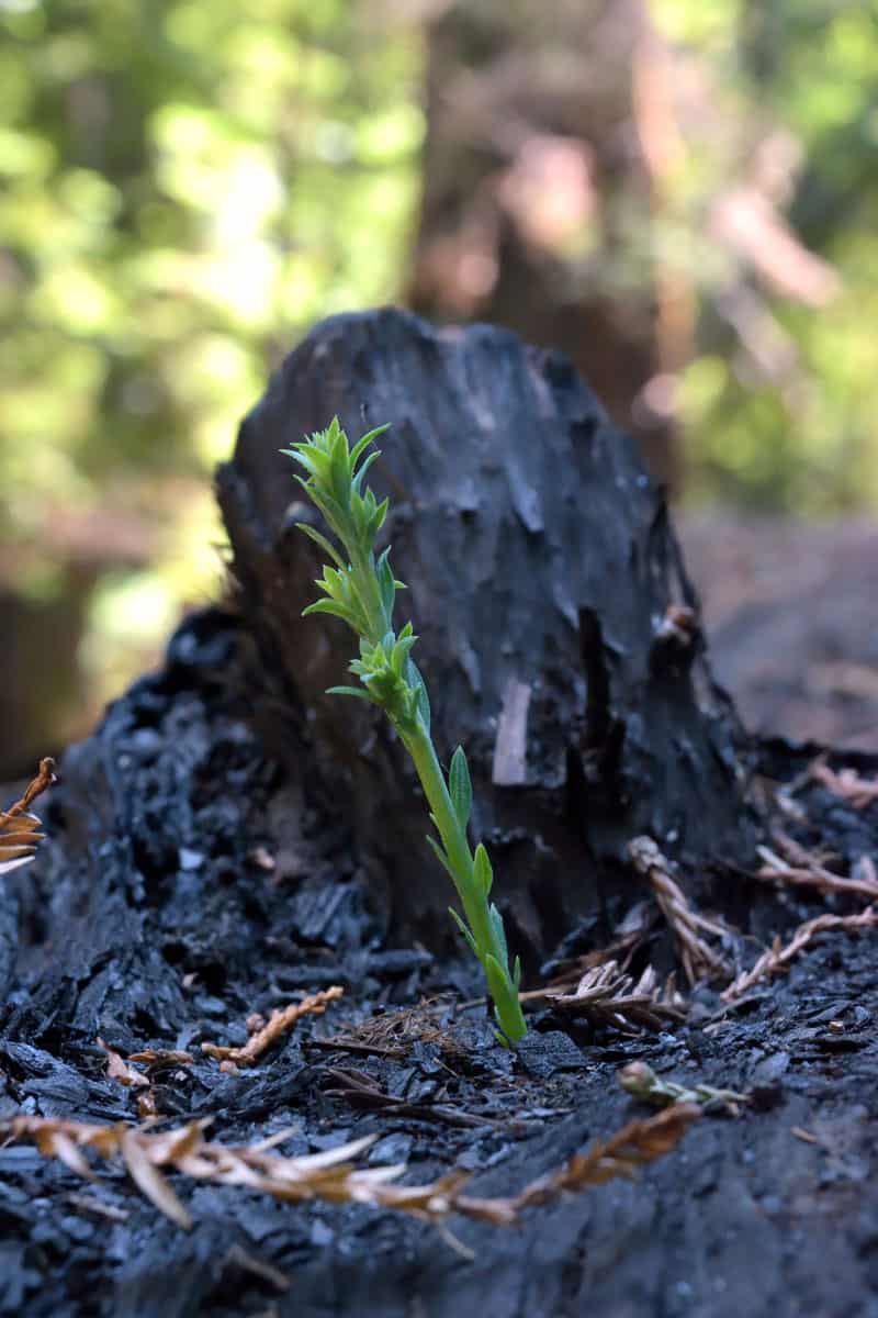 redwood-seedling-on-a-burned-fallen-redwood.