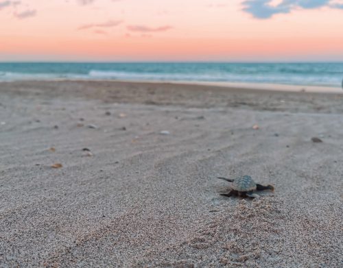 sea turtle making its way to the sea