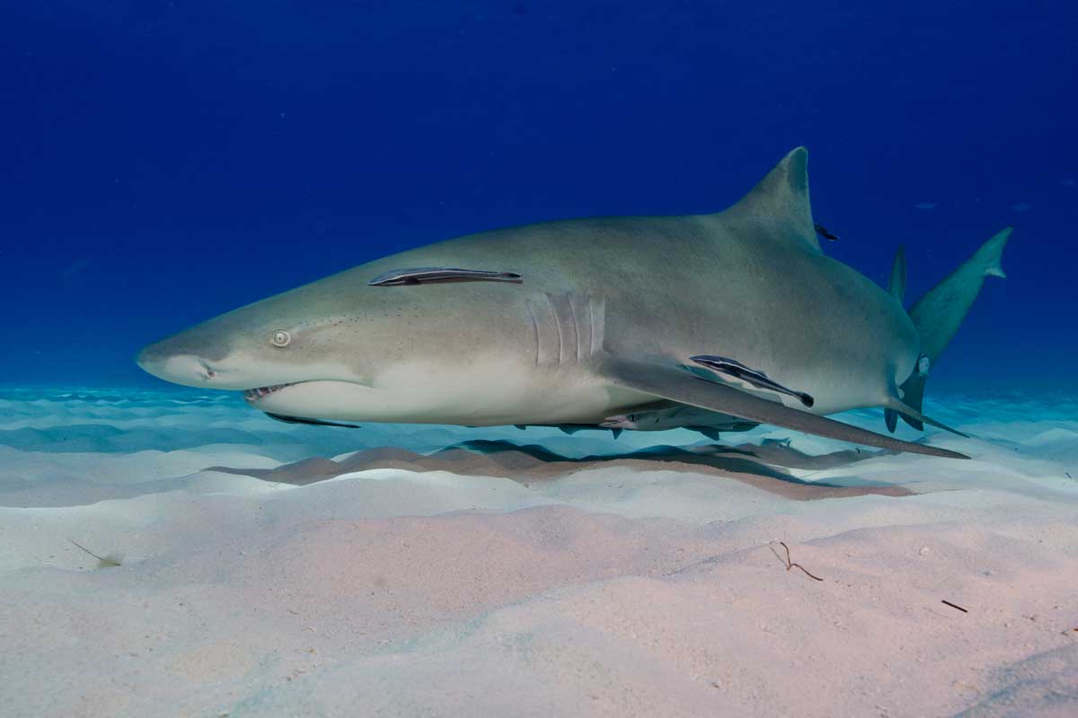 Lemon shark swimming at ocean floor