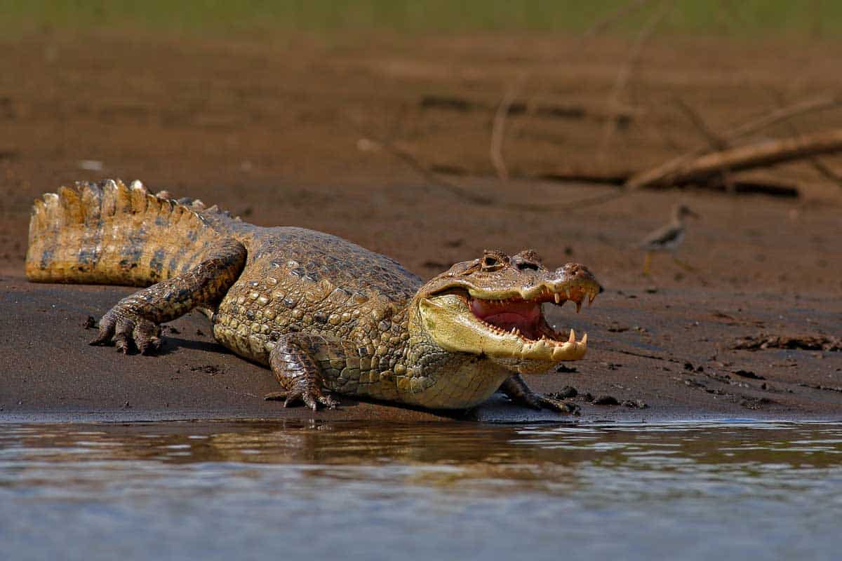 American crocodiles opening mouth 