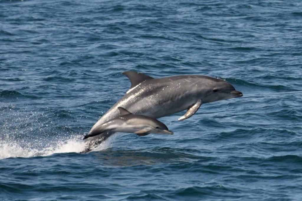 Bottlenose dolphin jumping swimming with baby calf
