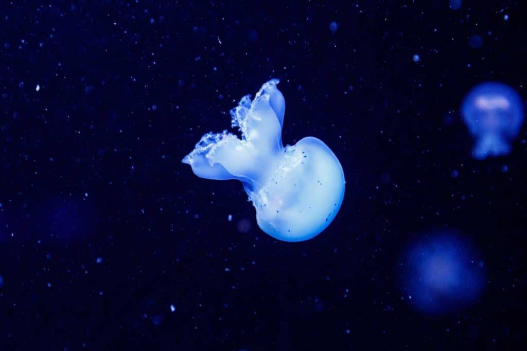 Amazing cannonball Jellyfish