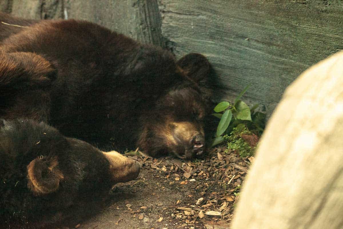 Rare Florida black bears