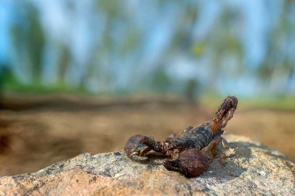 Guiana striped scorpion