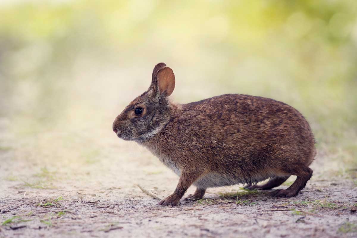 Marsh rabbit of the Lower Keys