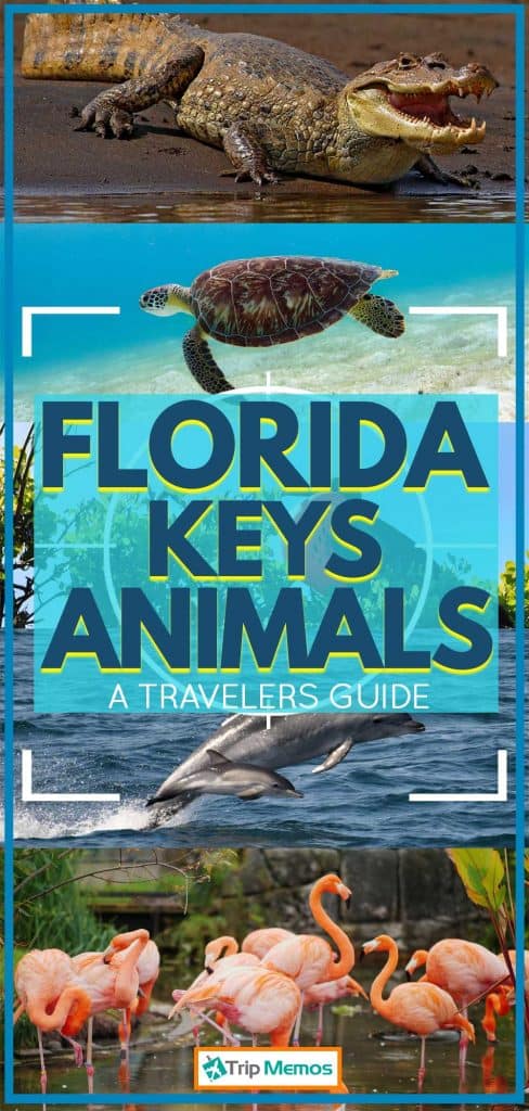 Compilation of animals found in Florida collaged