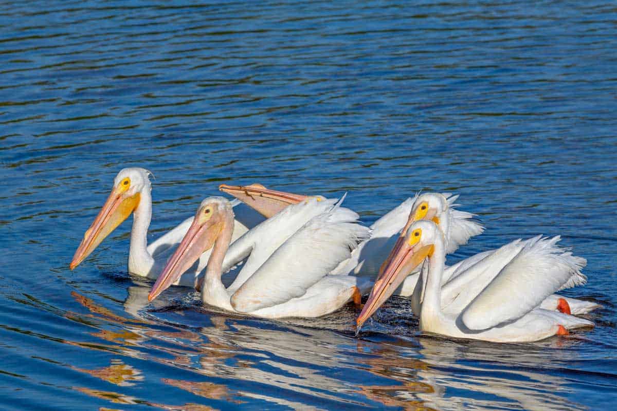 Flock of American white pelicans