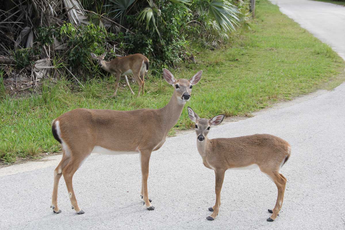 Florida Key Deer on the road with calf