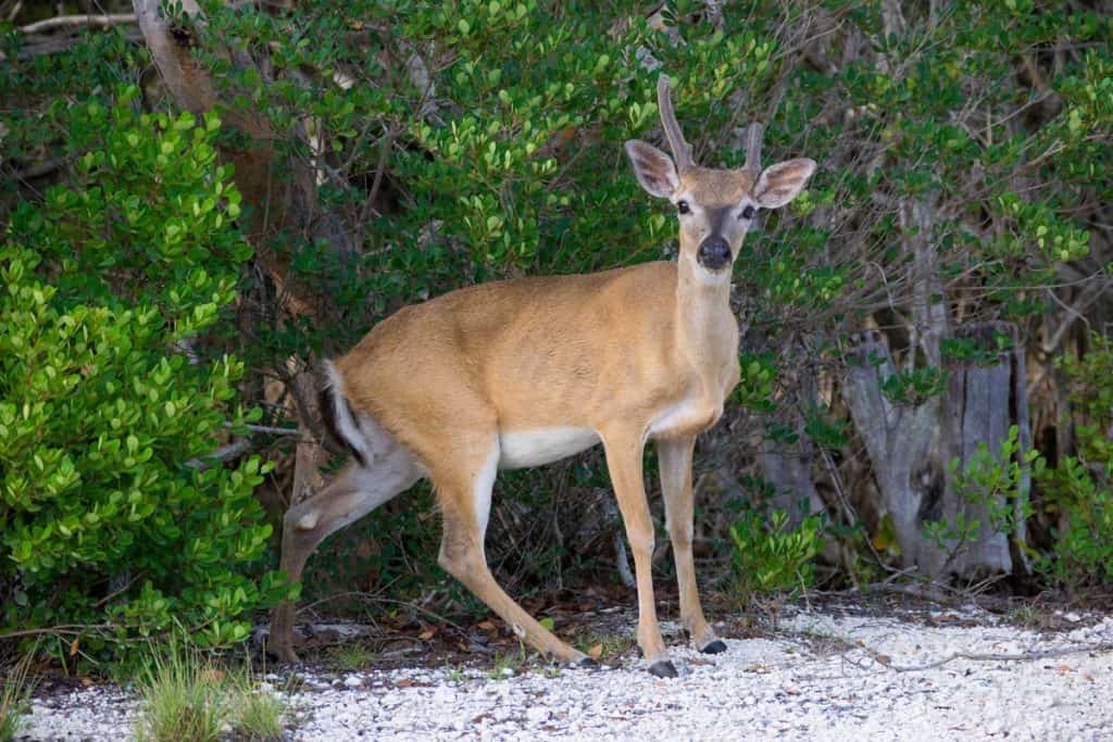 Deer getting out of bushes in National Key Deer Refuge