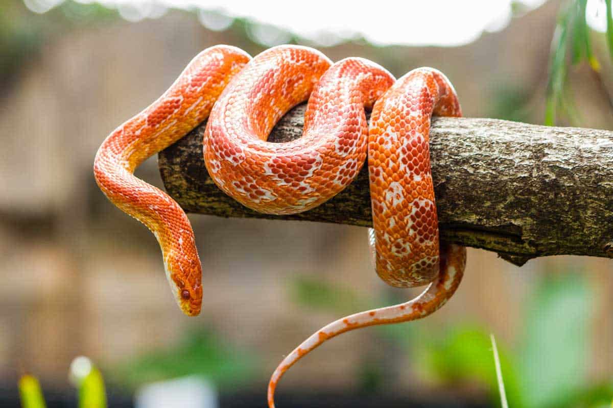 Red Rat Snake hanging at tree