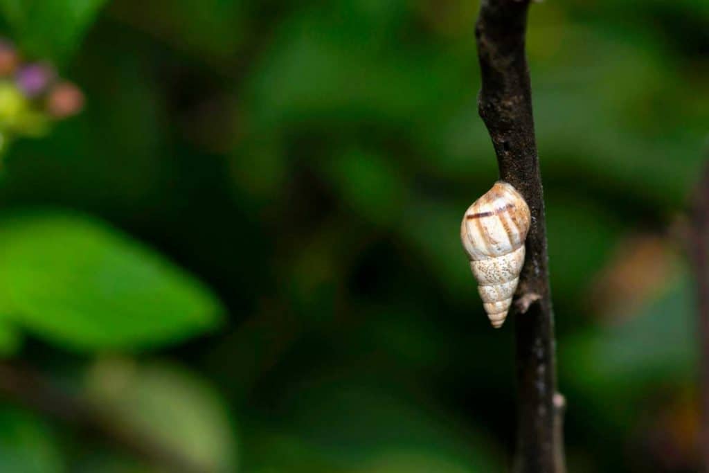 Florida Tree snail