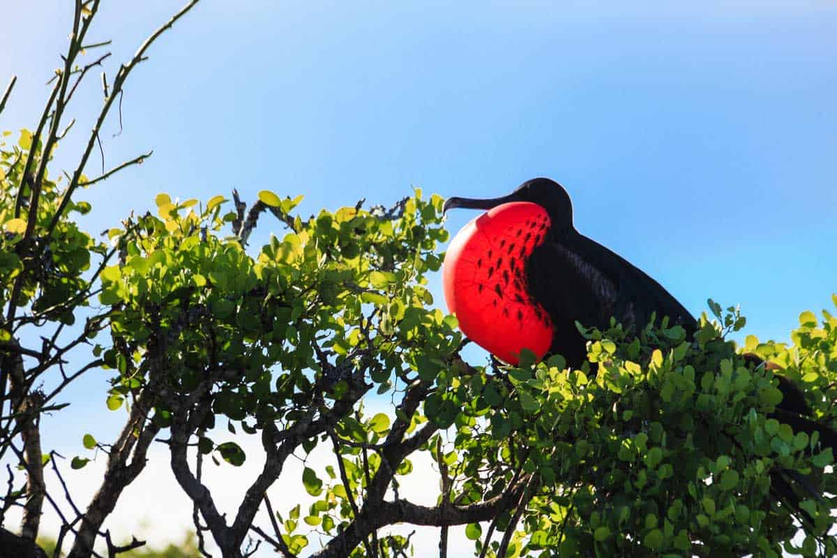 Magnificent Frigatebird stopping by at tree