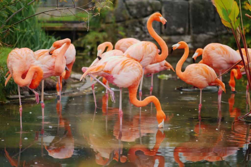 Flock of American flamingos at shallow water