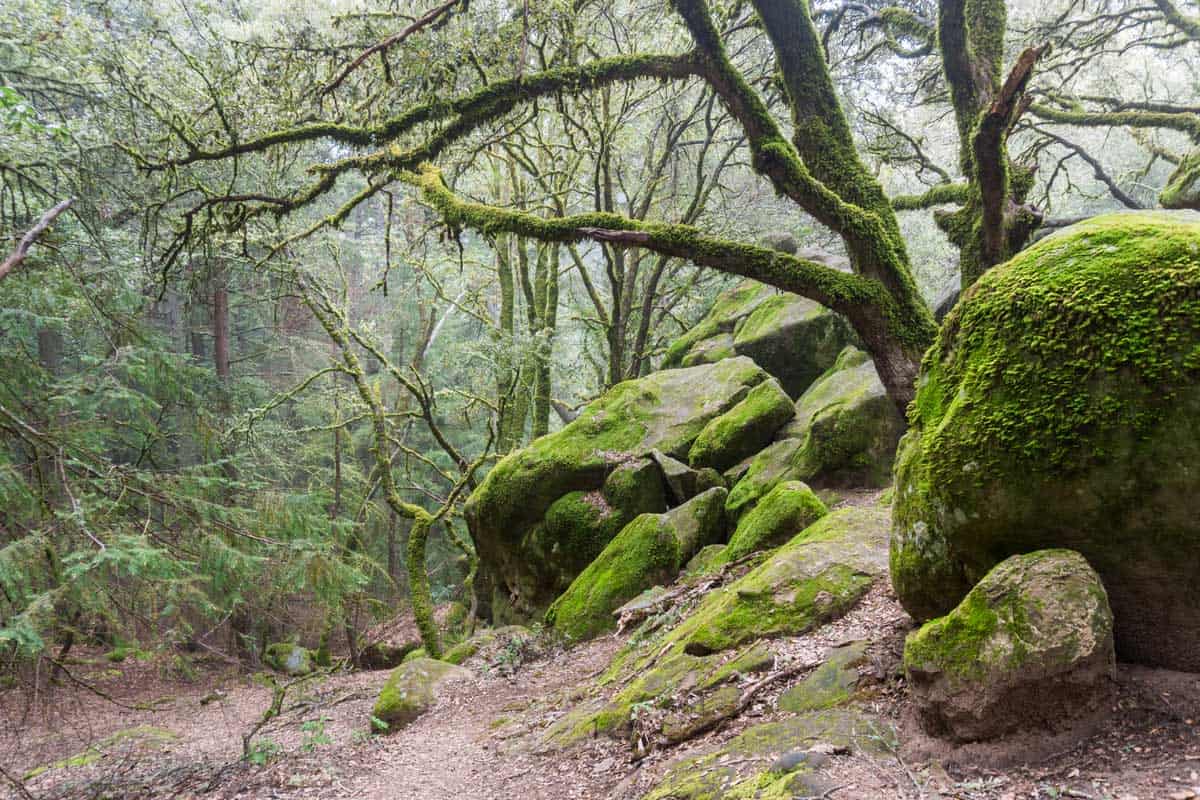 Moss covered trees growing among rock boulders on a foggy day in Castle Rock State Park, California, Castle Rock State Park, CA - A Visitor's Guide