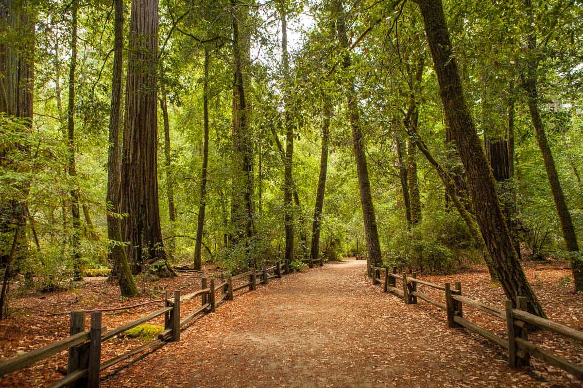 Huge Redwood trail at Big Basin Redwood Trail, Big Basin Redwoods State Park, CA - A Visitor's Guide