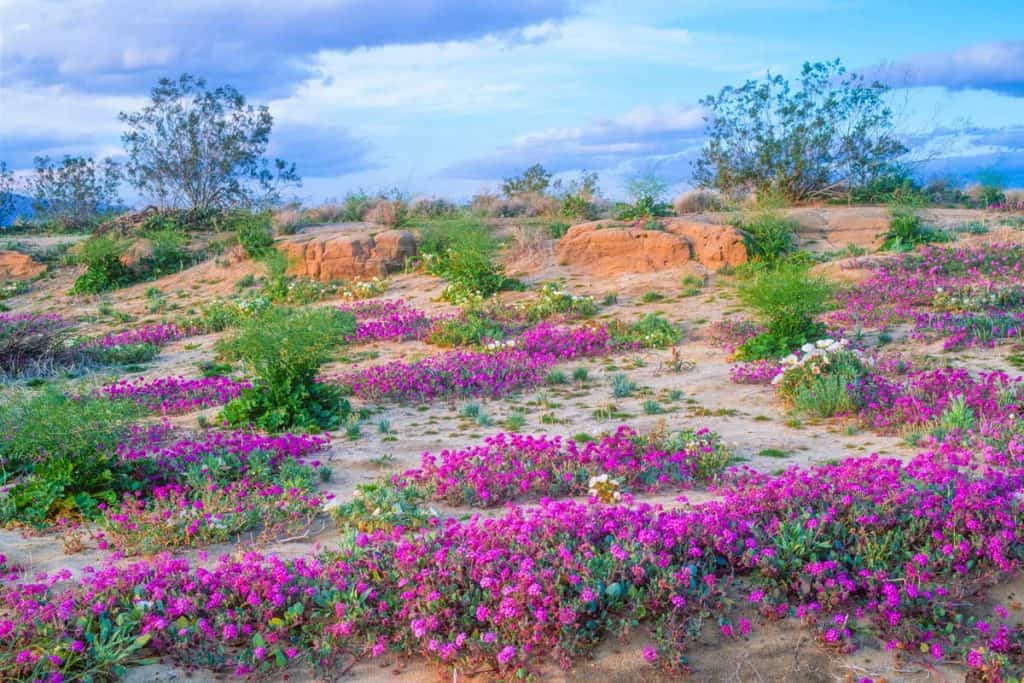 Untouched beautiful wildflowers and gorgeous landscape of Anza Borrego, California