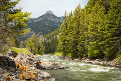 Gallatin River in Montana with Pine Trees and Mountains on the Background, 7 Fantastic Things To Do In Bozeman, Montana