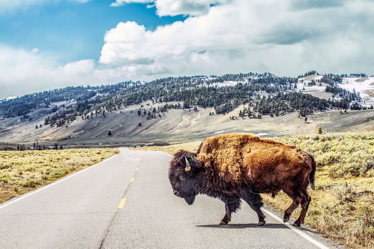A bison crossing the road with the scenic view of the mountain in Montana