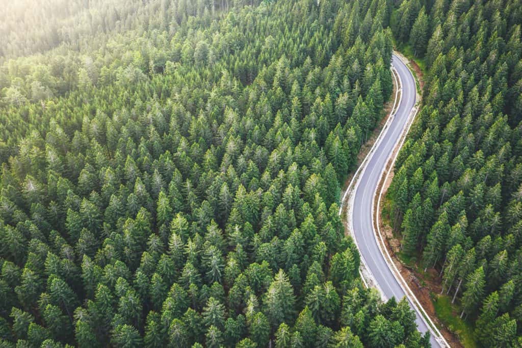 A pine tree forest and a national highway