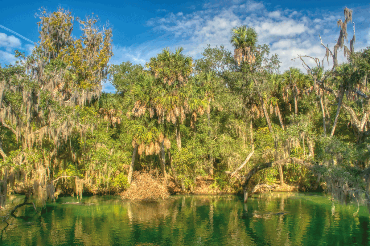 landscape view of Blue Springs State Park in Florida. Blue Spring State Park, FL A Visitor's Guide