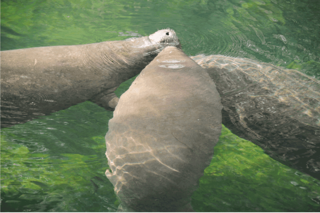 manatees enjoying the water at Blue Springs State Park