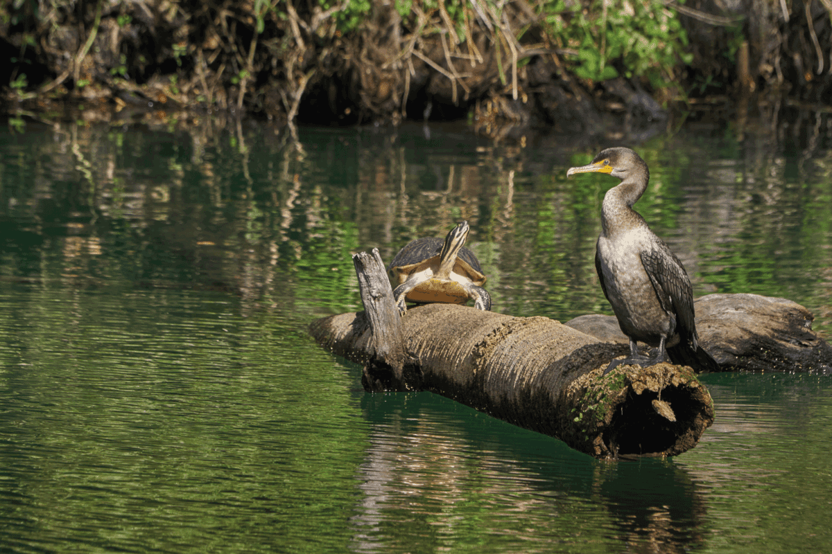 other animals in the park perched on a driftwood in the river