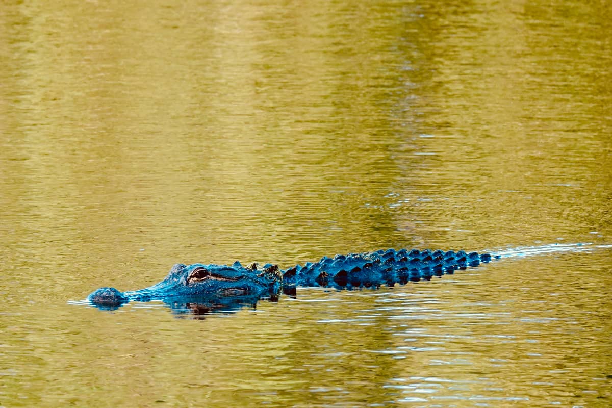 An American Alligator swimming on the river