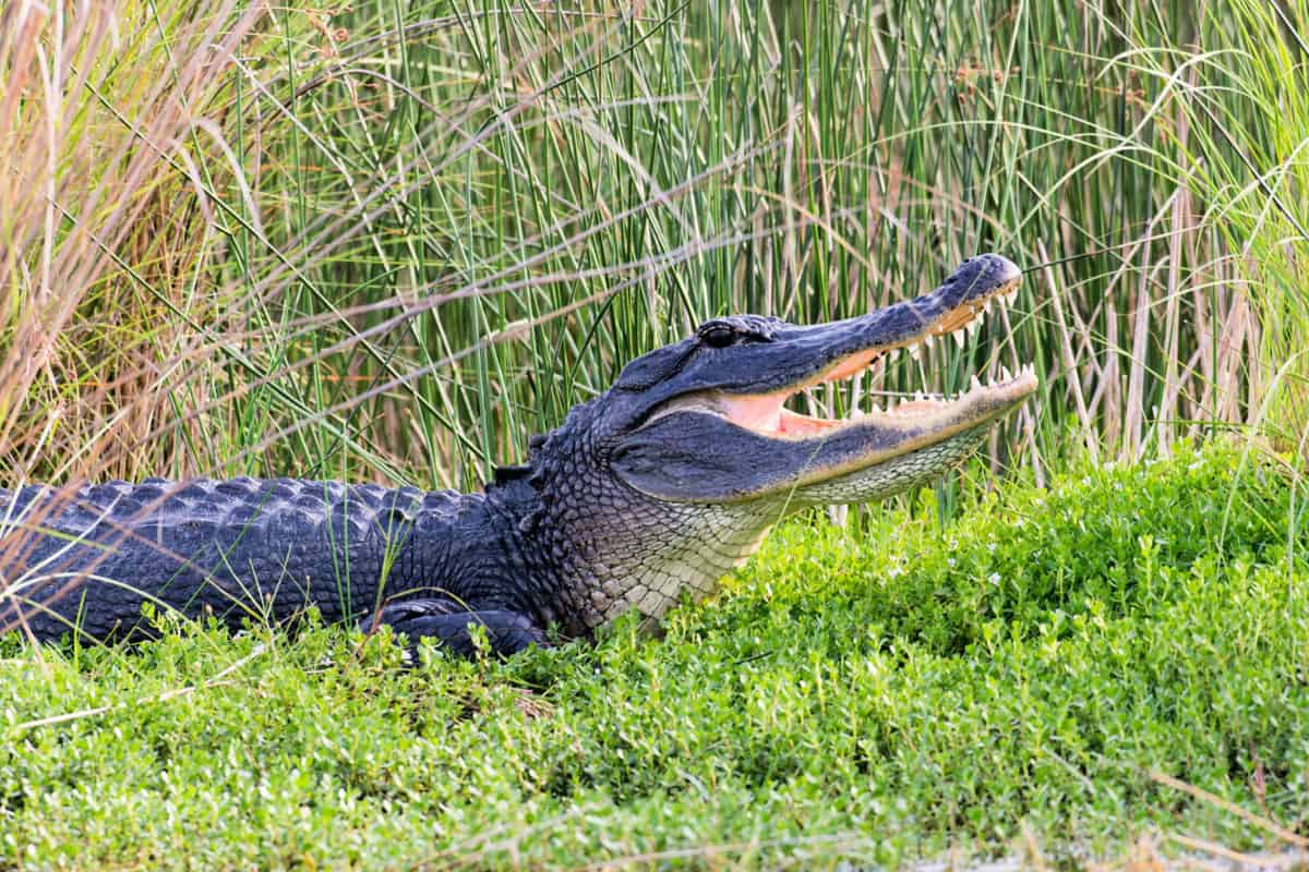 Wild alligator in Florida
