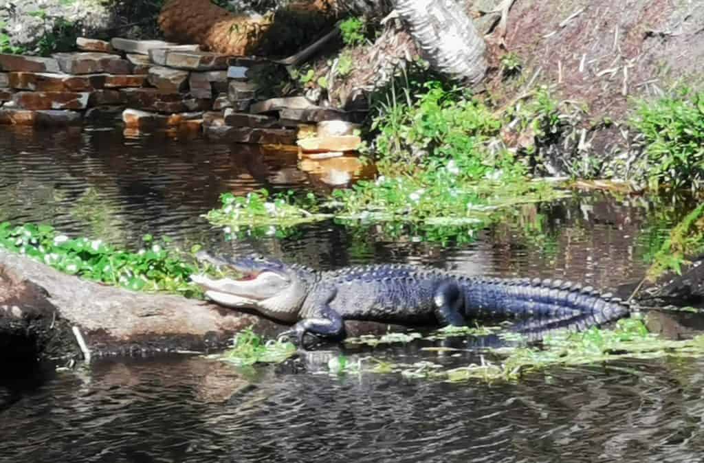 Alligator in Blue Springs Park