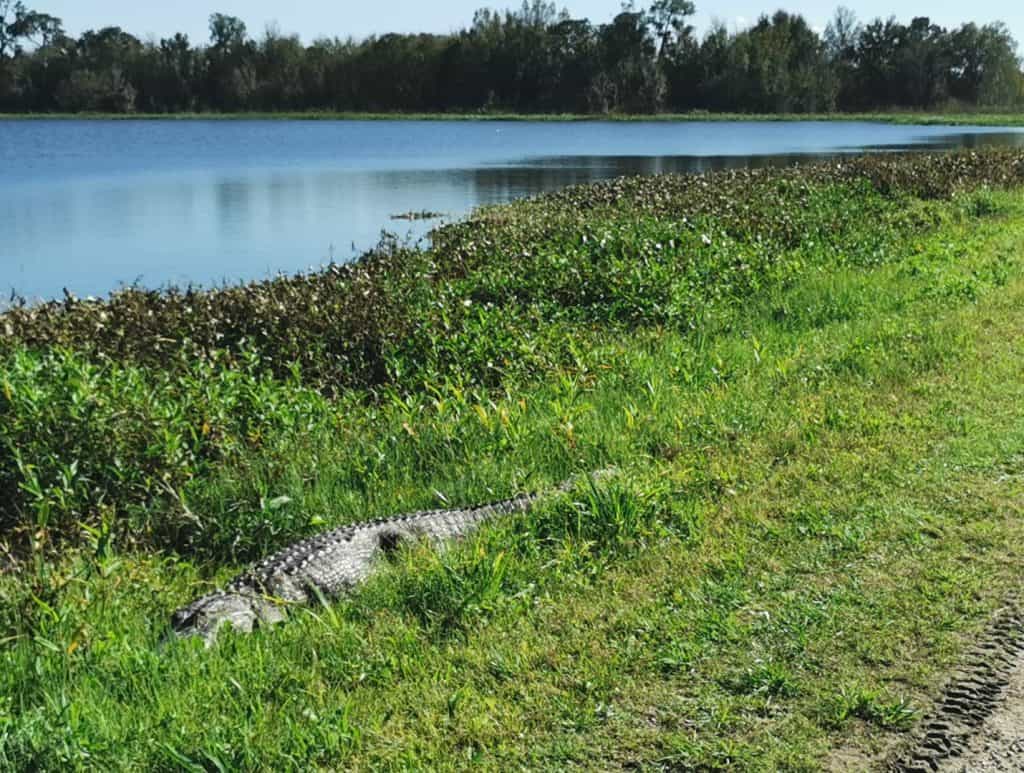 Circle B Preserve Alligator