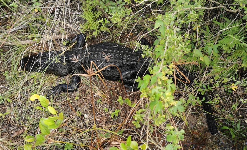 alligator on the anhinga trail