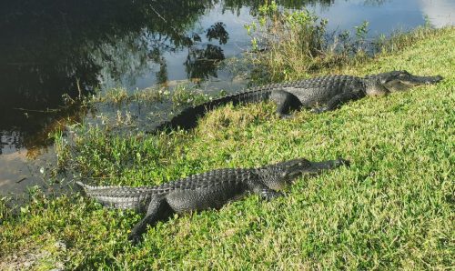 alligators in the everglades