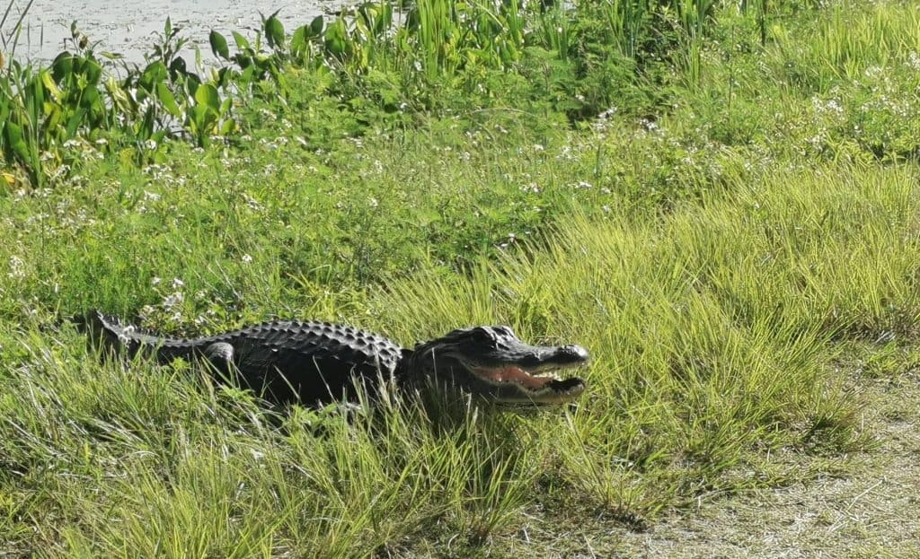 alligator on the path