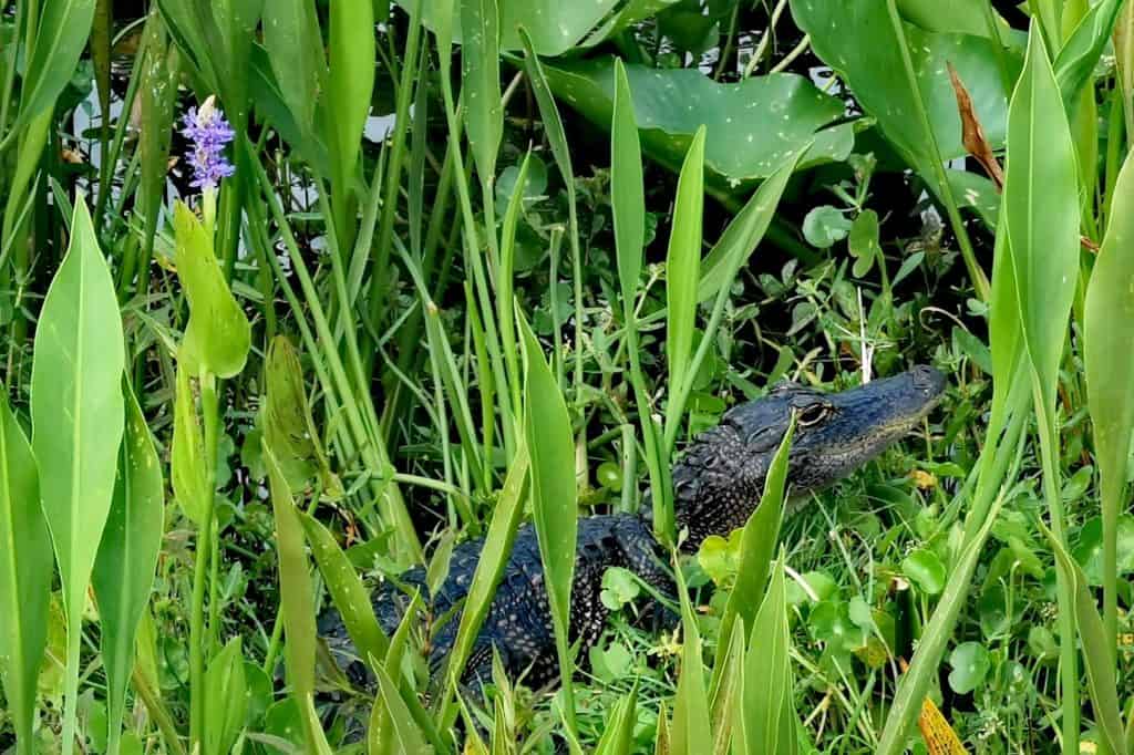 Alligator in the grass