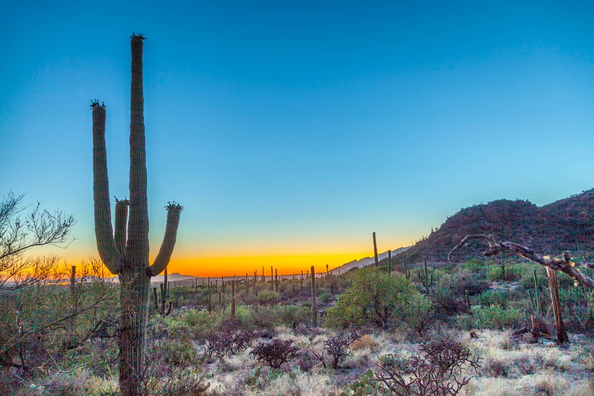 Beautiful sunset with tall cactus photographed at Tucson, Arizona