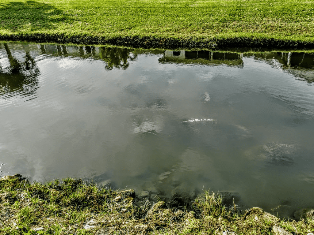 Manatees in the water of the canal in DeSoto Park, Satellite Beach, Florida