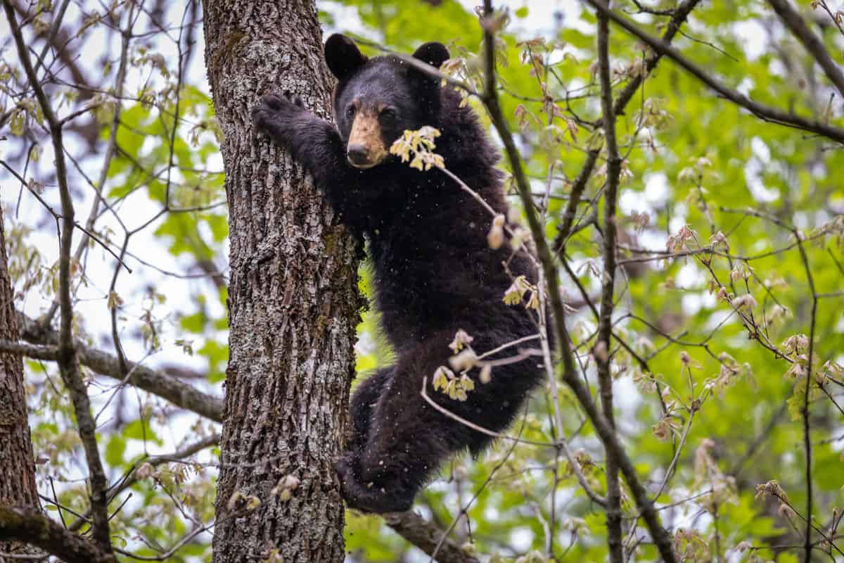A huge black bear climbing a tree in Great Smokyy Mountains National park