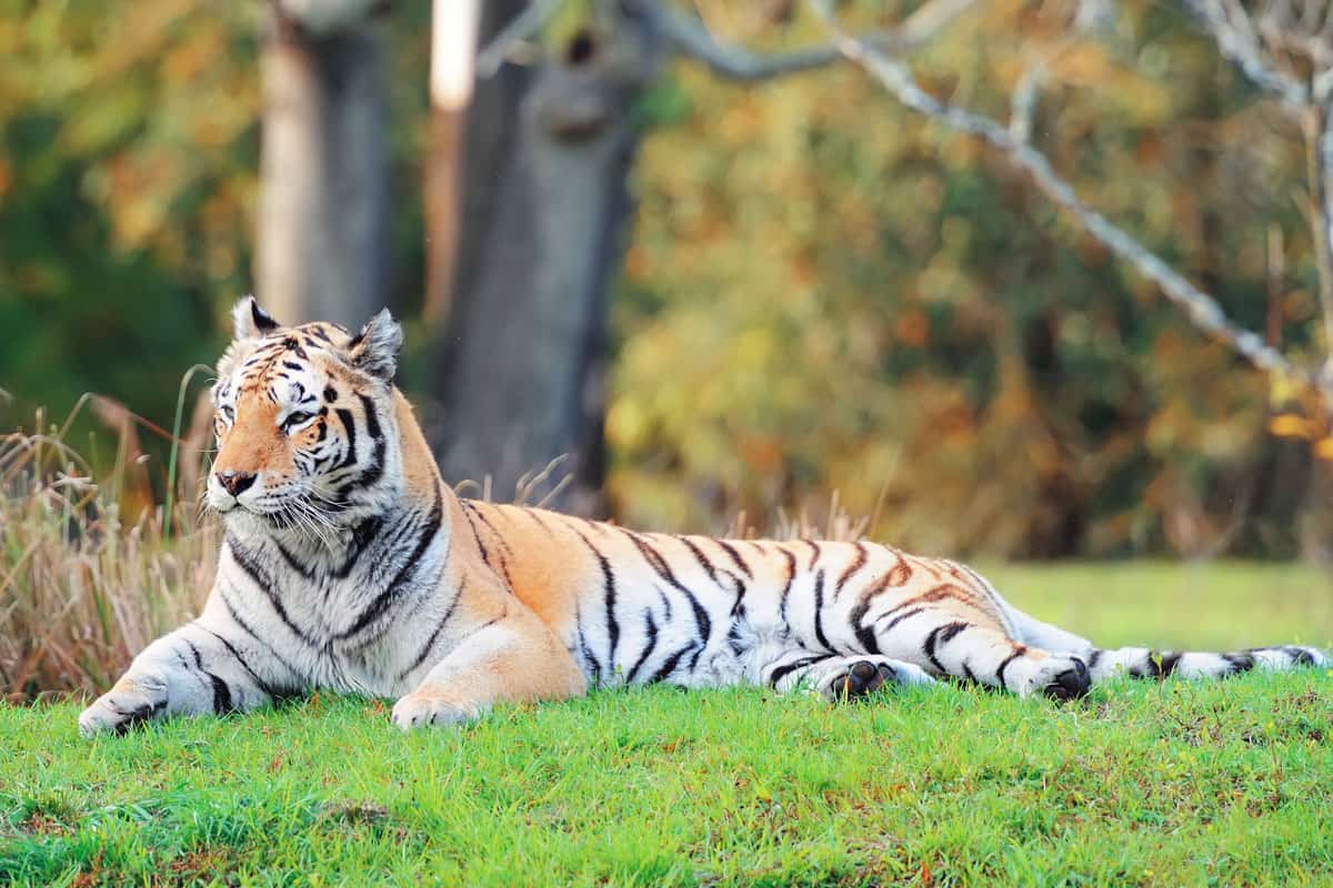 A huge tiger lying on the grass photographed at Animal Kingdom, Florida