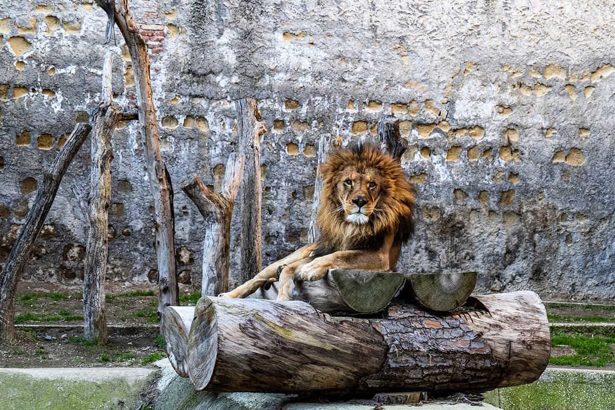 Animals at Naples Zoo staring at visitors