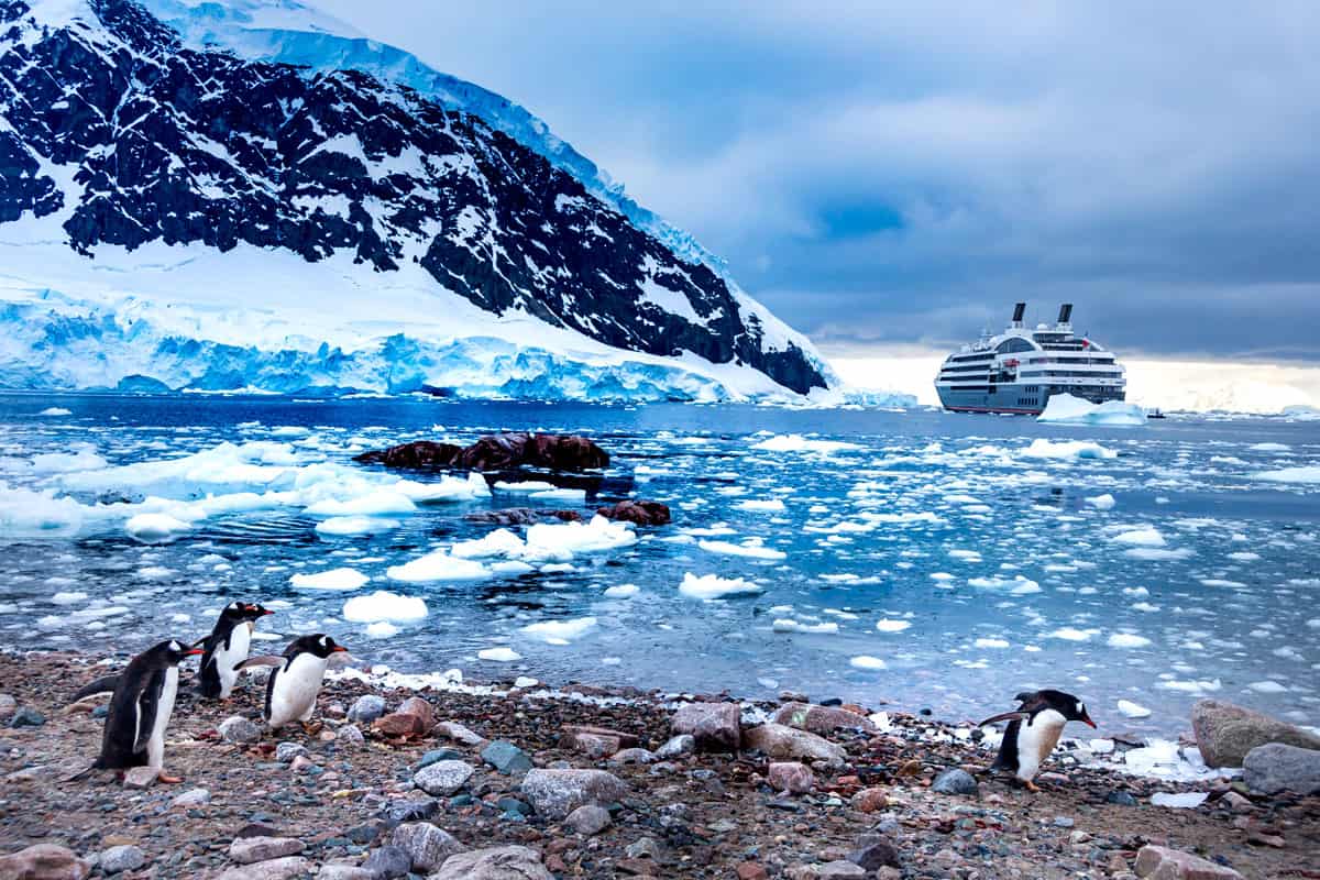 Group of Gentoo Penguins (Pygoscelis Papua), Expedition cruise ship and Antarctic landscape background, sunrise time