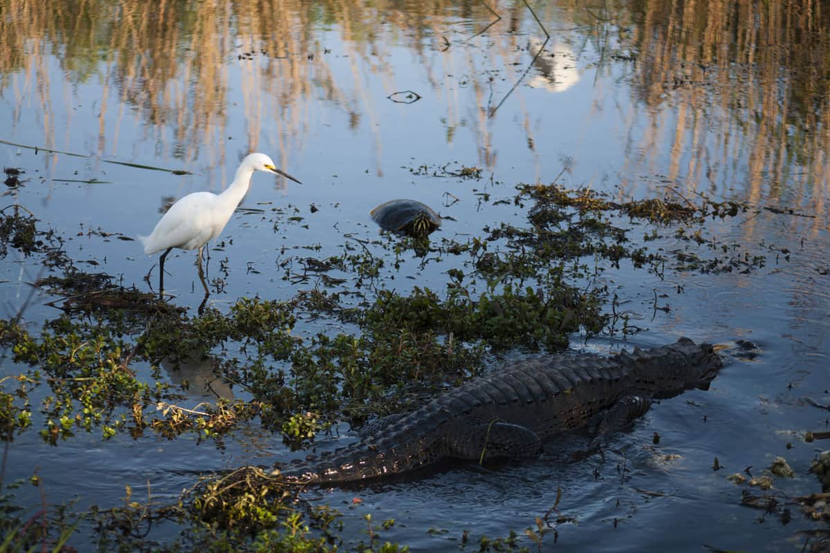 Snowy egret, alligator and turtle in water at Everglades National park 