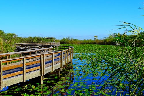 United States, Florida, Miami-Dade County, Everglades National Park, Anhinga Trail, Nature's Theater: Top Spots For Wildlife Watching In The Everglades
