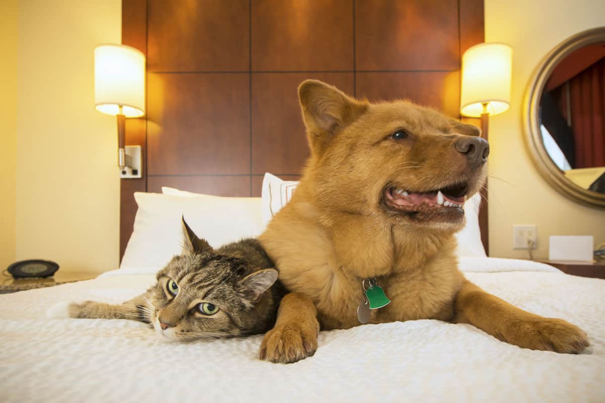 A cat and dog lying next to each other and resting on the hotel bed