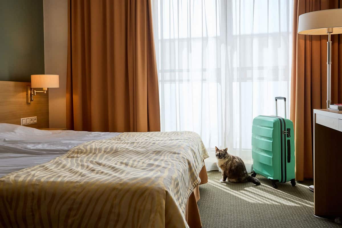 A cat sitting close to the window inside a Hilton Del Mar hotel