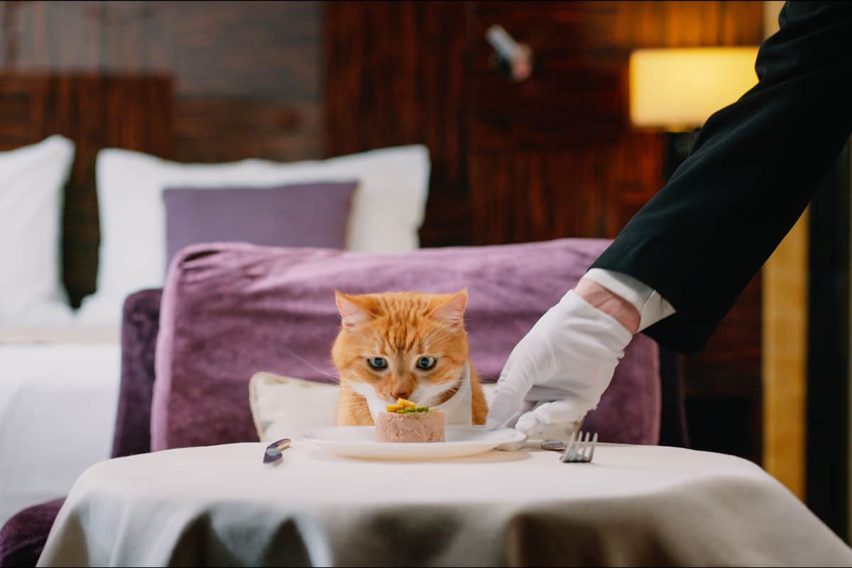 A cute ginger cat wearing a bib and is served delicious canned cat foot top with declicious treats