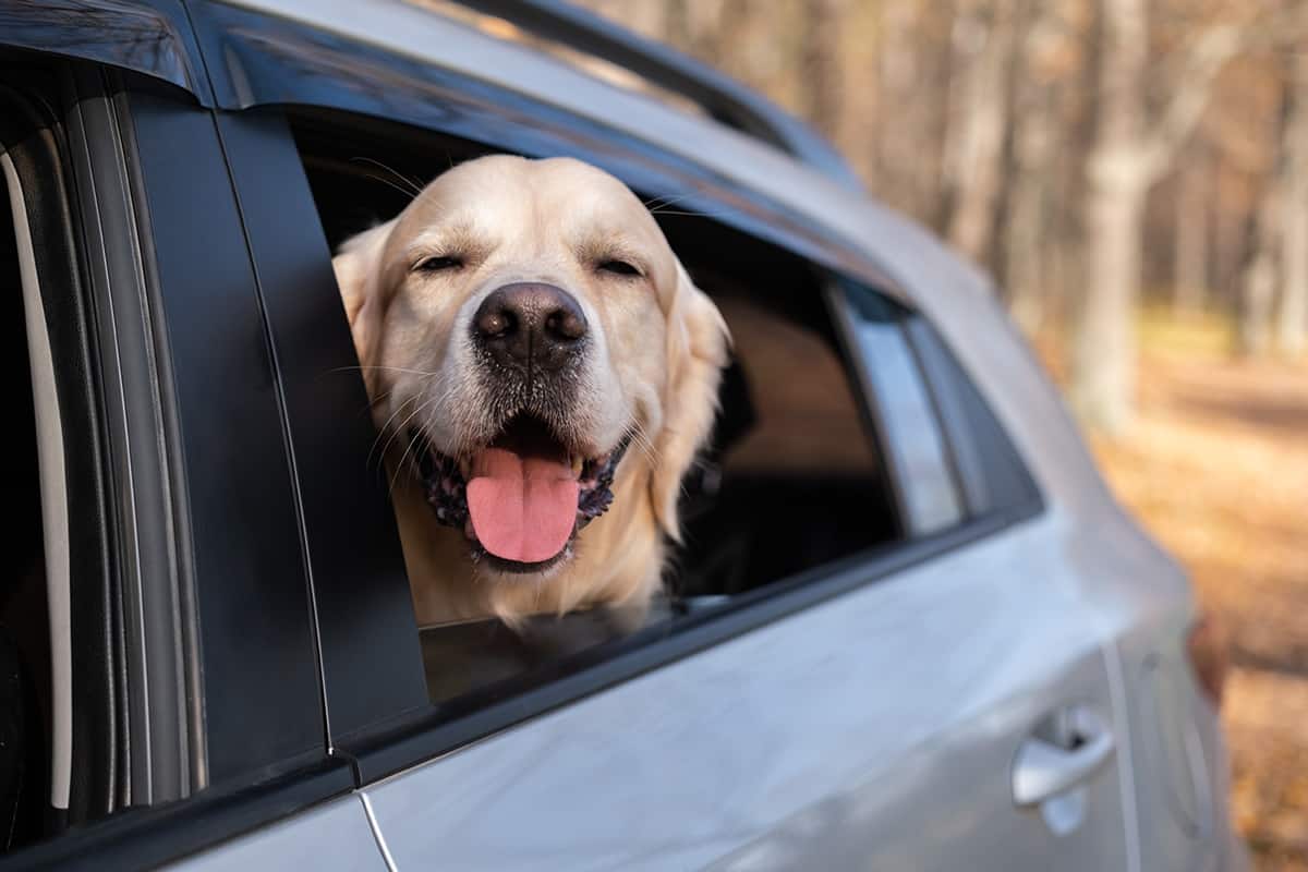 A dog looks out the car window on a sunny fall day