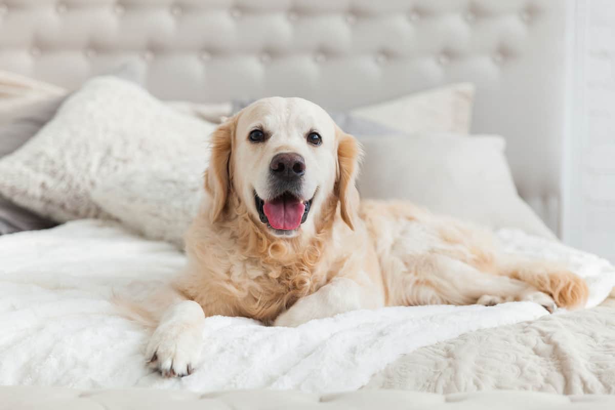 A golden retriever lying on a Hotel Bed
