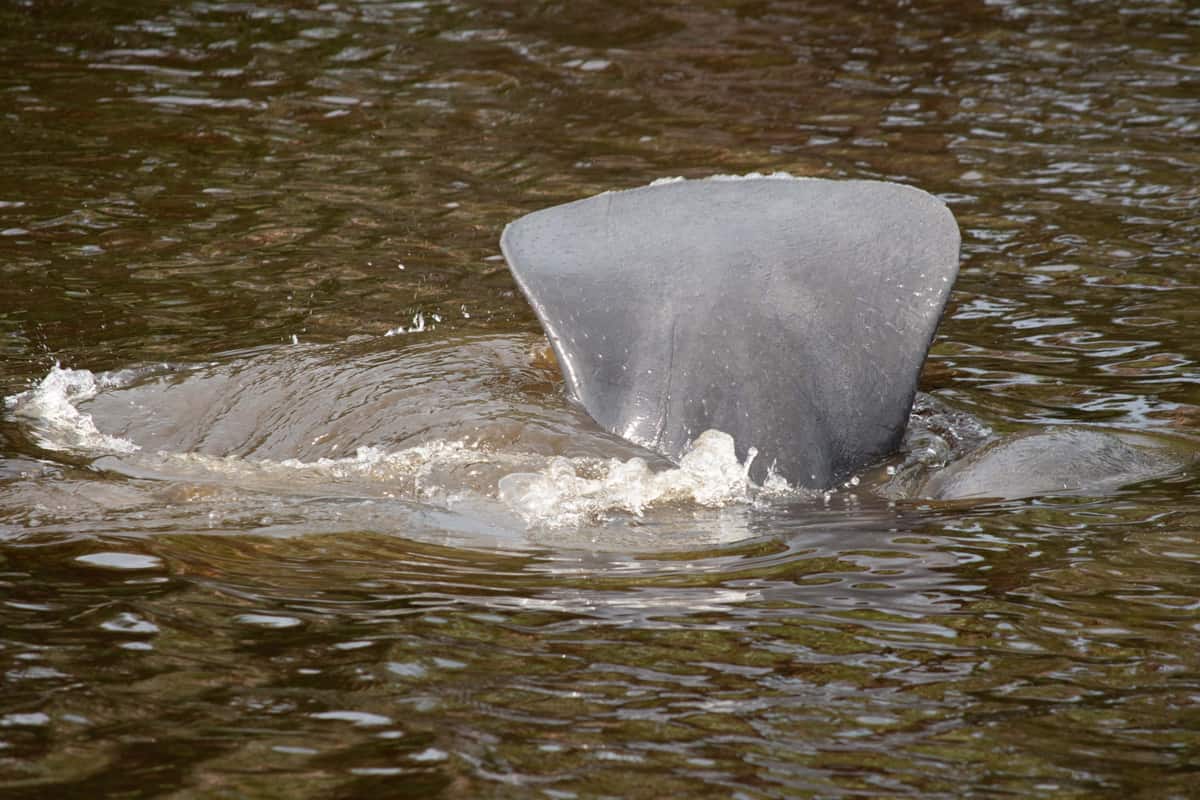 A manatee in a Florida creek diving and showing his tail as he dives