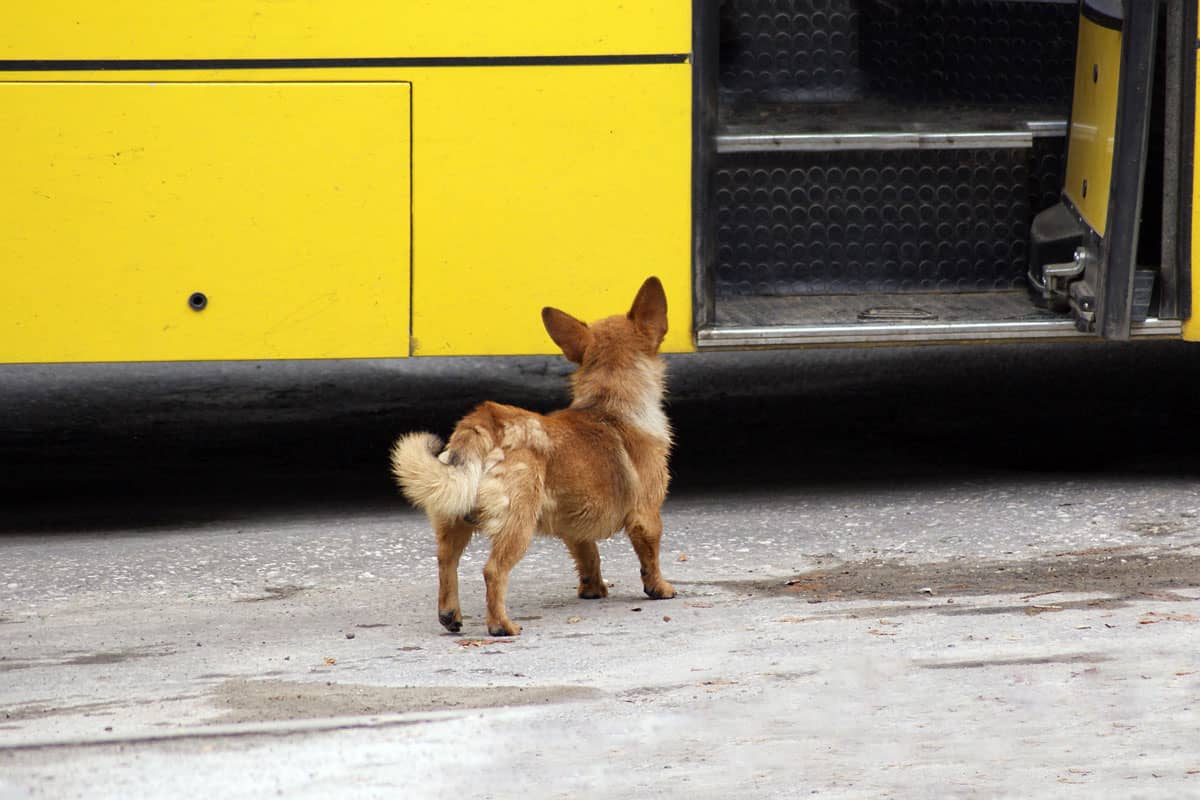 Cute mongrel dog looks at the entrance to the bus 